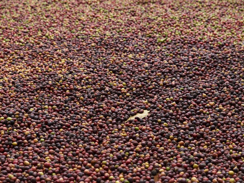 Bolaven Plateau, Coffee